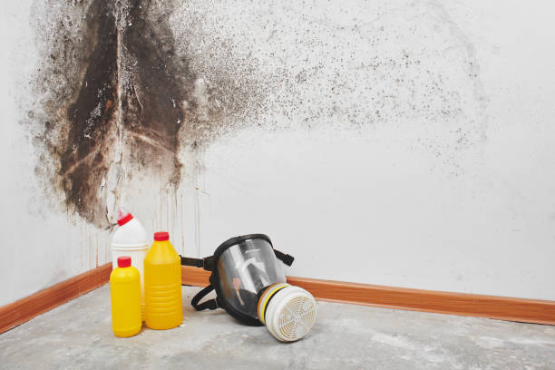 Best Residential Mold Remediation in Clinton, WI