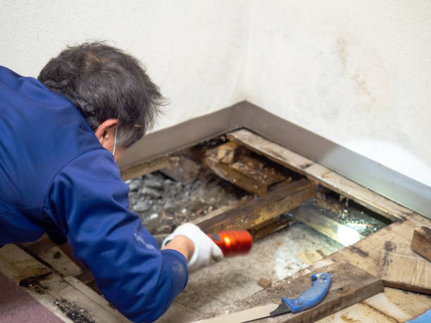 Best Residential Mold Remediation in Clinton, WI