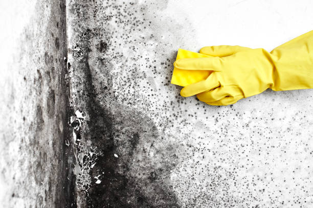 Best Mold Remediation for Specific Building Types in Clinton, WI
