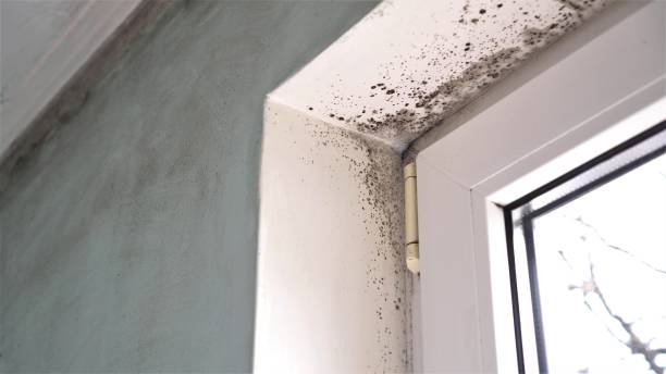Best Bathroom Mold Remediation in Clinton, WI