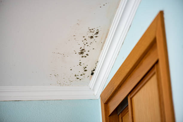 Best Commercial Mold Remediation in Clinton, WI
