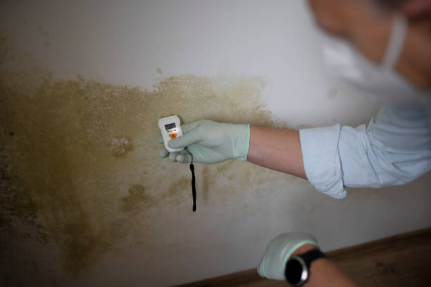 Best Localized Mold Remediation (e.g., coastal areas, humid climates) in Clinton, WI