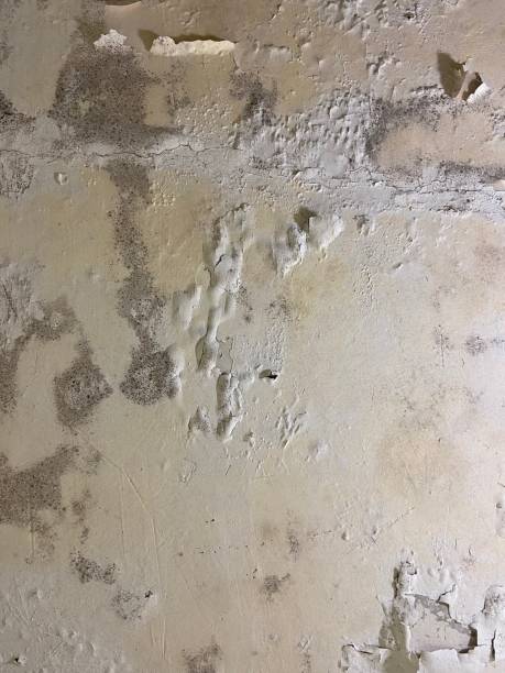 Best Localized Mold Remediation (e.g., coastal areas, humid climates) in Clinton, WI