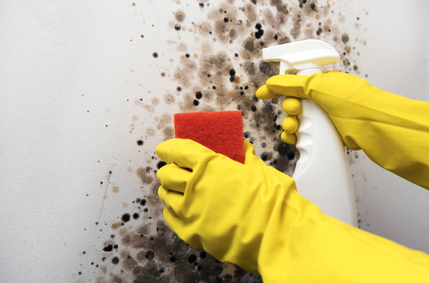 Best Basement Mold Remediation in Clinton, WI