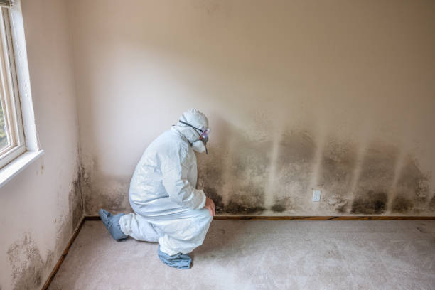 Best Health and Safety Mold Remediation in Clinton, WI