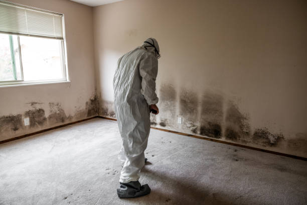 Best Health and Safety Mold Remediation in Clinton, WI