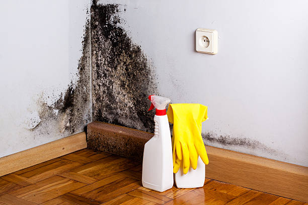 Best Industrial Mold Remediation in Clinton, WI