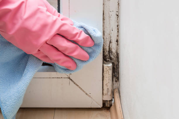 Best Insurance-Related Mold Remediation in Clinton, WI